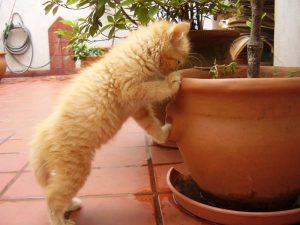 A curious orange kitten peeks into a terra cotta pot.